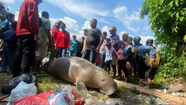 Warga Ambon Kaget, Dugong Berukuran 2 Meter Ditemukan Mati di Pinggir Jalan