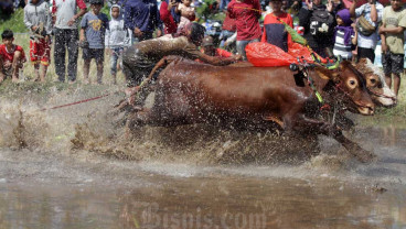 Keseruan Karapan Sapi Brujul Probolinggo