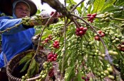 Risiko Surutnya Wangi Aroma Kopi Robusta dari Jawa Tengah