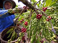 Risiko Surutnya Wangi Aroma Kopi Robusta dari Jawa Tengah