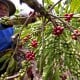 Risiko Surutnya Wangi Aroma Kopi Robusta dari Jawa Tengah