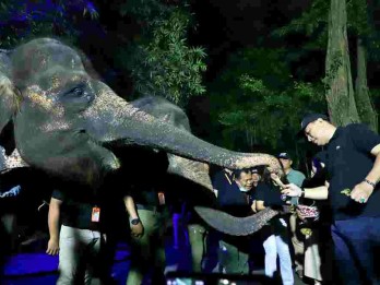 Tiket Masuk Surabaya Night Zoo Dipatok Rp100.000, Dapat Apa Saja ?