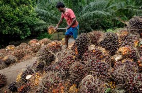 Harga Sawit Riau Terus Melorot, Lebih Murah dari Sebungkus…