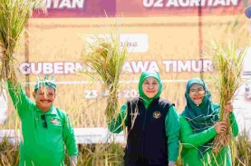 Petani Jatim Didorong Pakai Bibit Padi Varietas BK-900…