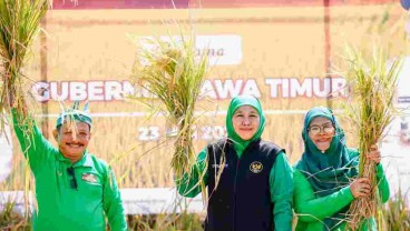 Petani Jatim Didorong Pakai Bibit Padi Varietas BK-900 Situbondo