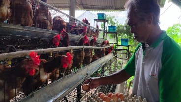 Dibantu KUR, Peternak Ayam Petelur di Bali Mulai Bangkit