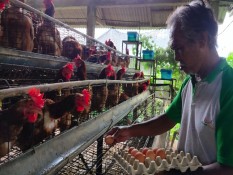 Dibantu KUR, Peternak Ayam Petelur di Bali Mulai Bangkit