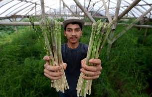 Biro Perekonomian: Program Petani Milenial Butuh Perjuangan