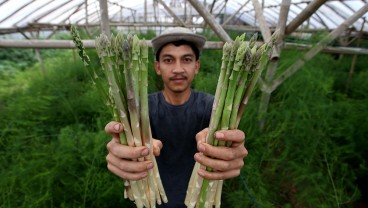 Biro Perekonomian: Program Petani Milenial Butuh Perjuangan