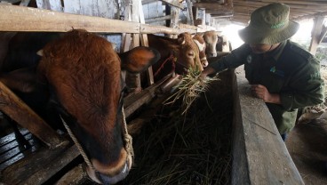 988 Petani Milenial Berjuang Jadi 'Pengusaha' Ternak Baru