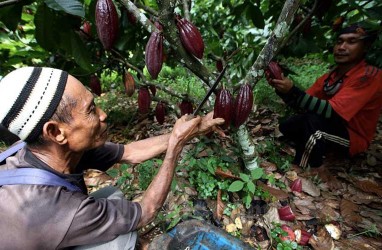 Pertanian Berkelanjutan Dongkrak Kesejahteraan Petani Indonesia