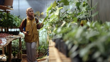 Bak Kawah Candradimuka, Program Petani Milenial Gembleng Qhisty Jadi Petani Tangguh