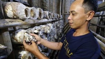 Taji Tangan Taryudi, Sulap Limbah Serbuk Kayu jadi Sumber Cuan