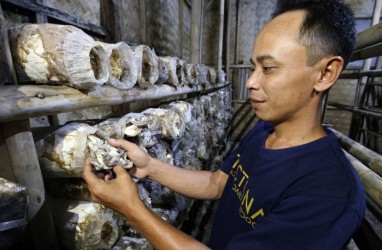 Taji Tangan Taryudi, Sulap Limbah Serbuk Kayu jadi Sumber Cuan