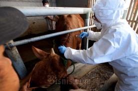 Meski Zona Hijau, Pemprrov Kaltara Bentuk Satgas PMK…