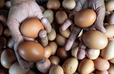 Update Harga Telur di Palembang Turun Tipis