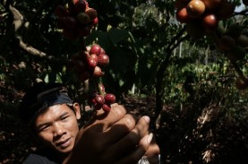 Peserta Petani Milenial Sektor Perkebunan Melonjak…