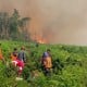 BPBD: Karhutla 100 Ha Lahan di Pesisir Selatan Sumbar Dampak Fenomena El Nino