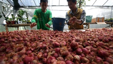 Petani Milenial Harus Berkelanjutan! Pakar: Bertani Itu Seperti Naik Kuda Melewati Jurang