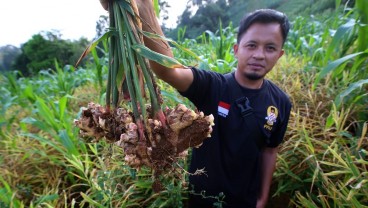 Lewat Jahe, Idik Menyemai Asa di Kaki Gunung Ciremai