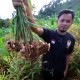 Lewat Jahe, Idik Menyemai Asa di Kaki Gunung Ciremai