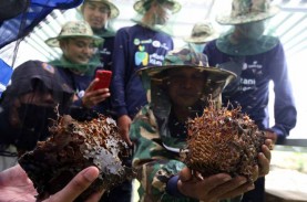 5 Kesalahan Persepsi Soal Program Petani Milenial,…