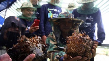 5 Kesalahan Persepsi Soal Program Petani Milenial, Peserta Wajib Baca!