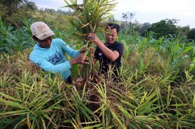 Ridwan Kamil: Program Petani Milenial Gagasan Jawa…