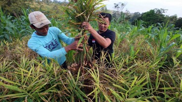 Ridwan Kamil: Program Petani Milenial Gagasan Jawa Barat untuk Indonesia