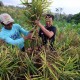 Ridwan Kamil: Program Petani Milenial Gagasan Jawa Barat untuk Indonesia