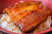Ini Manfaat Ikan Sidat Alias Unagi yang Terkenal di Jepang,