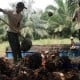 Sinar Mas Fasilitasii 520 Petani Sawit Indonesia Raih RSPO