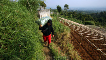 Petani Melenial Asal Ngamprah Produksi Komoditas Premium
