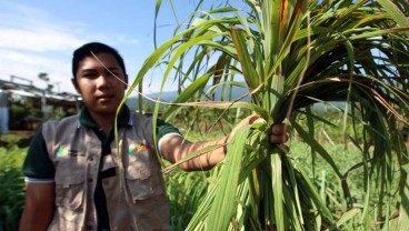 Lewat Petani Milenial, Ruslan Buktikan Kalau Bertani Bisa jadi Ladang Cuan