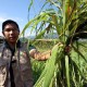 Lewat Petani Milenial, Ruslan Buktikan Kalau Bertani Bisa jadi Ladang Cuan