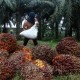 RI dan Malaysia Bersatu, Protes UU Deforestasi Uni Eropa