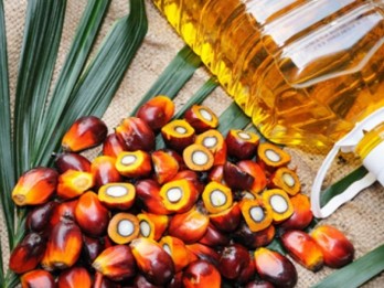 Dampak El Nino ke Sektor Saham CPO, Consumer, hingga Farmasi