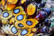 Dampak Eropa Terapkan UU Anti Deforestasi ke Industri Sawit dan CPO