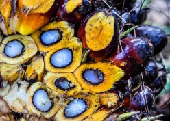Dampak Eropa Terapkan UU Anti Deforestasi ke Industri Sawit dan CPO