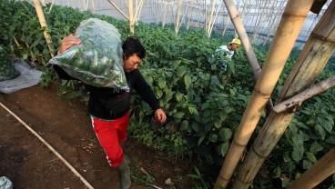 Penghasilan Lampaui Gaji PNS, Choirul Mantap Fokus Jadi Petani