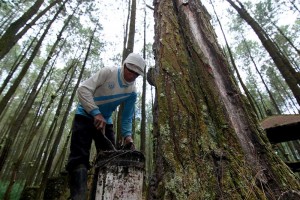 Upah Buruh Sadap Getah Pinus
