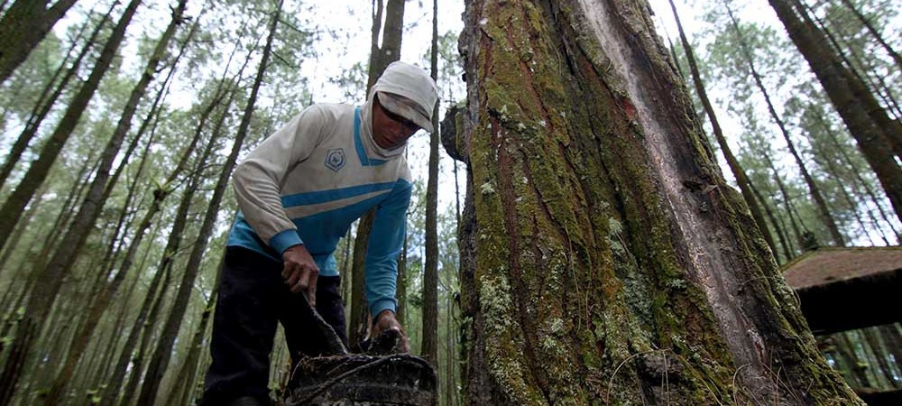 Upah Buruh Sadap Getah Pinus