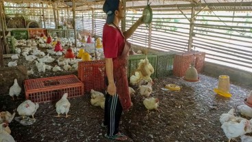 Harga Ayam Potong Naik Signifikan di Padang, Kini Capai Rp45.000 Per Kg