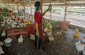 Harga Ayam Potong Naik Signifikan di Padang, Kini Capai Rp45.000 Per Kg