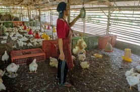 Harga Ayam Potong Naik Signifikan di Padang, Kini…