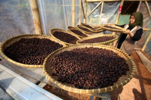 Petani Milenial di Jawa Barat Sukses Lakukan Hilirisasi Produk Kopi