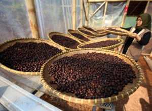 Petani Milenial di Jawa Barat Sukses Lakukan Hilirisasi Produk Kopi
