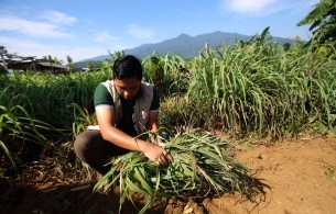 Peserta Petani Milenial Dibagi 4 Klasifikasi, Kamu Masuk yang Mana?