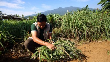 Peserta Petani Milenial Dibagi 4 Klasifikasi, Kamu Masuk yang Mana?