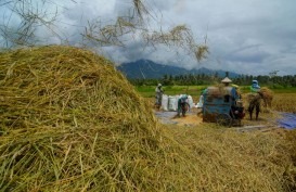 Vietnam Pangkas Ekspor Beras, Ini Catatan Pakar Soal Pertanian